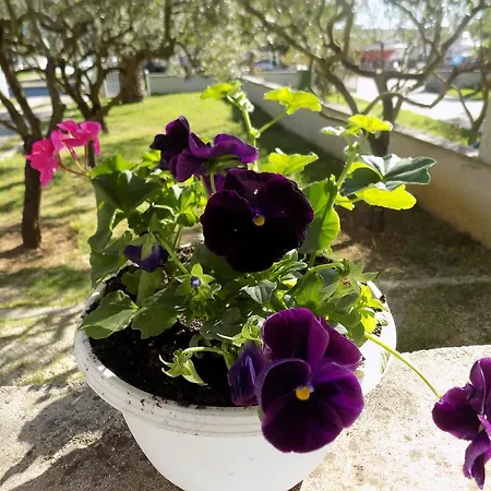 Cabezas * זאדאר