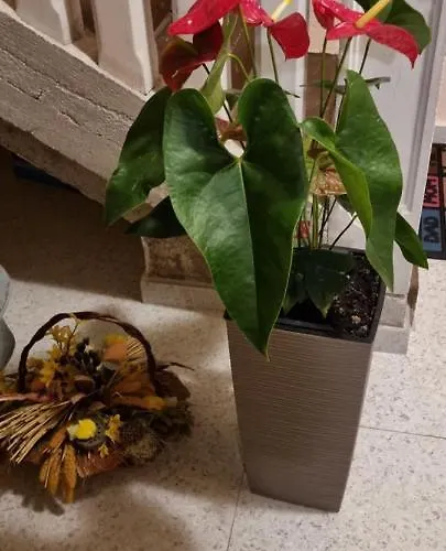 Cabezas Apartmán Zadar