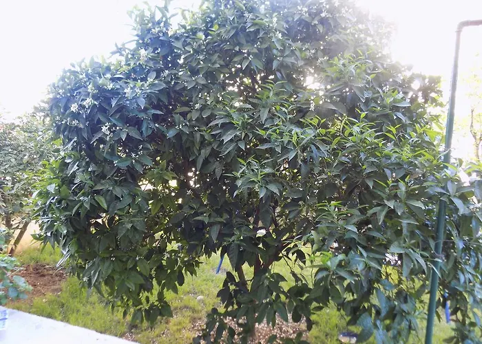Cabezas 扎达尔