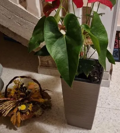 Cabezas Lejlighed Zadar