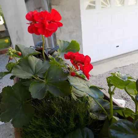 Cabezas Appartement Zadar